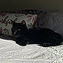 Nilo is registered to the contest to win money with this photo: animal, bed, bedspread, black_cat, cat, cozy, feline, floral_pattern, fur, home, indoor, mandala_pattern, pet, pillow, relaxed, resting, shadow, sunlight, texture, yellow_eyes