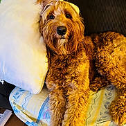 Koby joined the competition — help win amazing prizes! dog, golden_brown, fluffy, curly_fur, pony_tail, couch, pillow, patterned_cushion, indoor, pet, relaxed, looking_at_camera, long_legs, furry, domestic_animal, companion, cozy, home, resting, cute