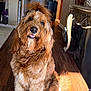 Koby is registered to the contest to win money with this photo: dog, golden_brown, fluffy, sitting, wooden_floor, tongue_out, hair_tuft, indoor, home, furniture, lamp, door, decor, warm_lighting, cute, pet, animal, portrait, living_room, cozy