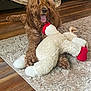 Koby joined the competition — help win amazing prizes! dog, brown_dog, plush_toy, rug, wooden_floor, indoor, pet, playful, animal, cute, furry, tongue_out, living_room, cozy, carpet, toy, happy, domestic, home, fur