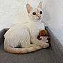 Vaïa participe au concours pour gagner de l'argent avec cette photo : cat, kitten, animal, pet, feline, cream_color, soft_texture, toy, knitted_toy, positive_message, indoor, cozy, curled_up, gray_surface, white_wall, cute, small, clutching, looking_away, resting