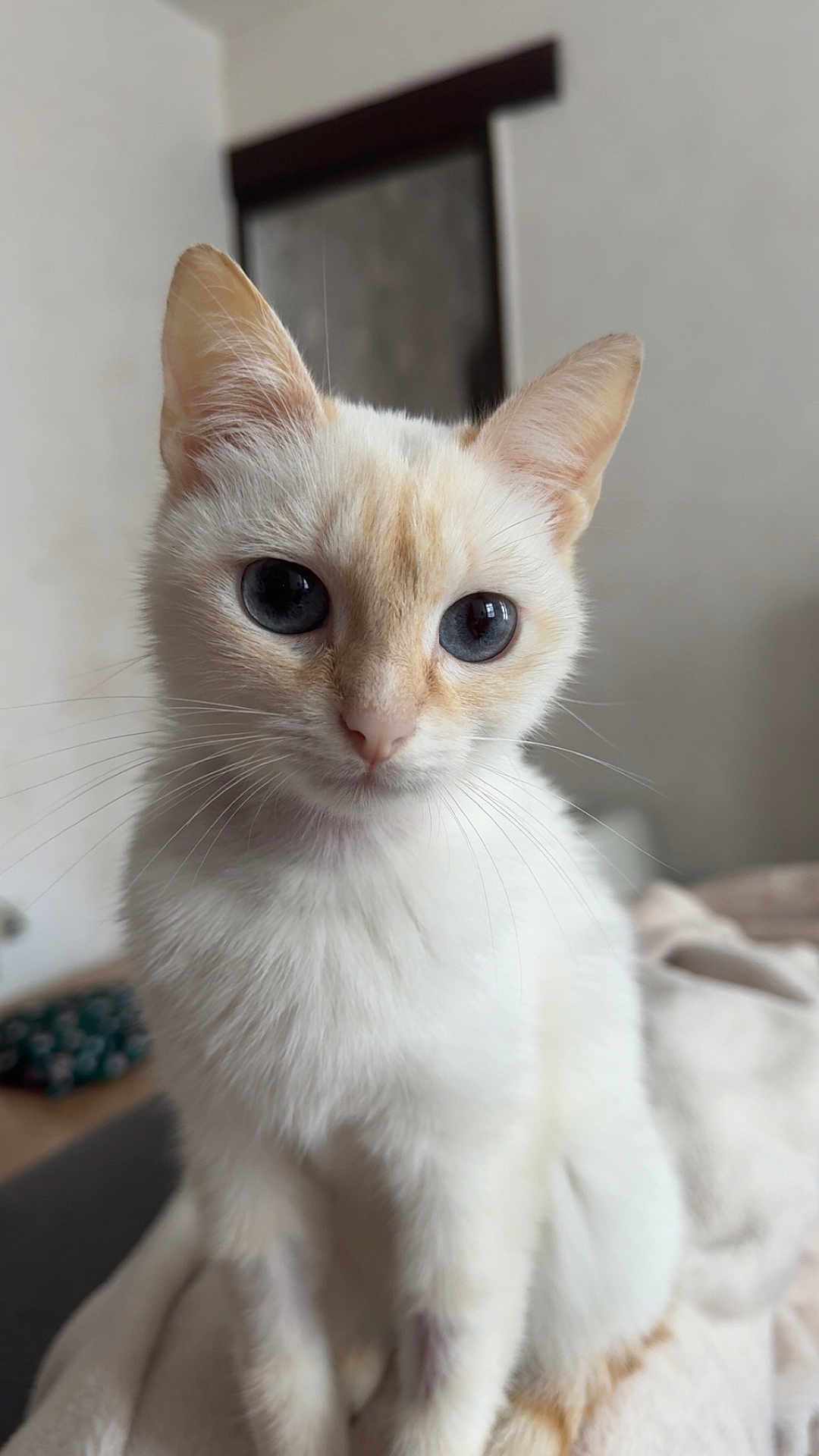 Vaïa