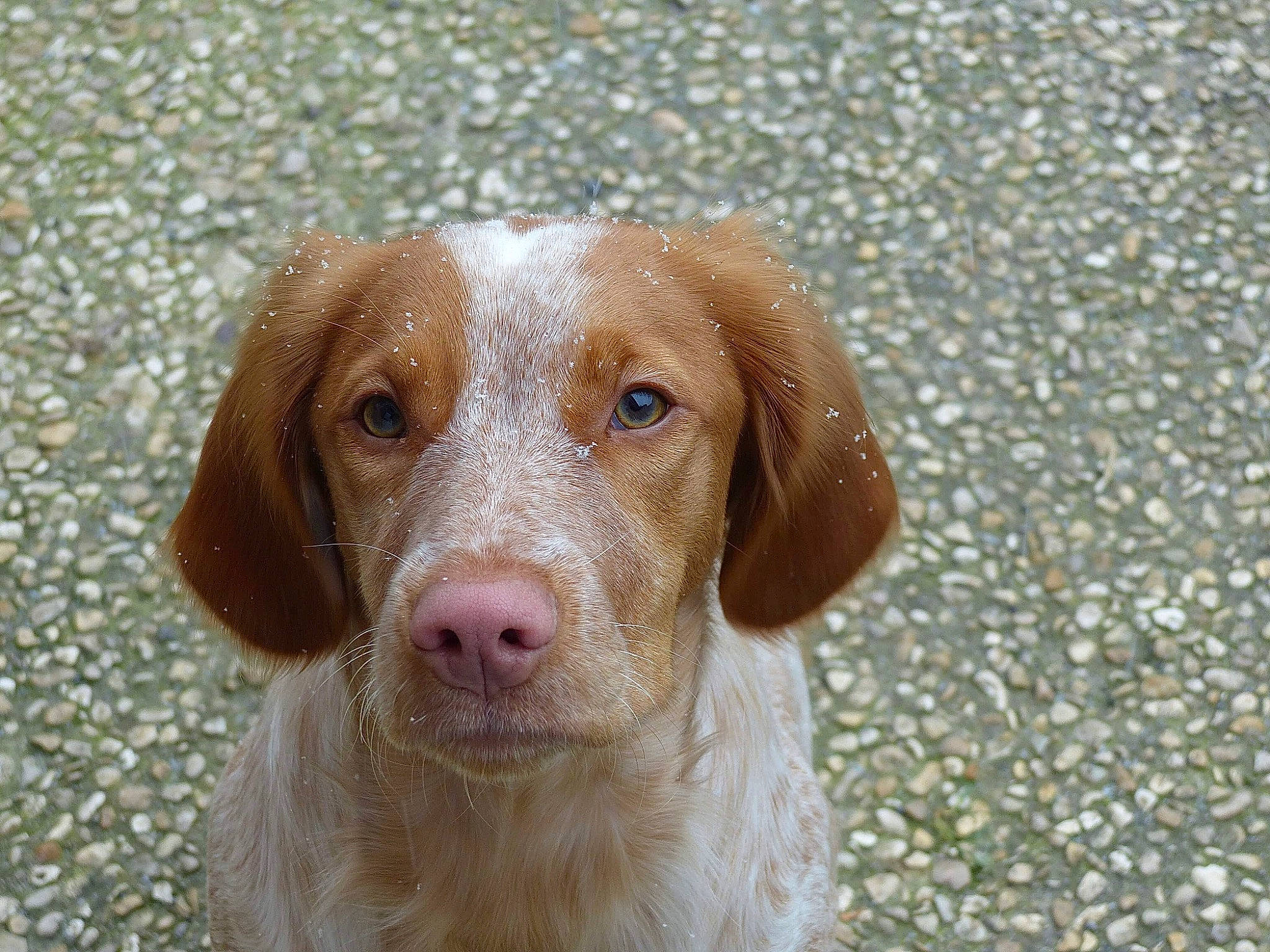 Noisette a rejoint le concours — aidez-le/la à gagner de superbes lots ! canidae, carnivore, companion_dog, dog, dog_breed, eye, fawn, fur, gun_dog, hunting_dog, liver, snout, sporting_group, terrestrial_animal, whiskers, working_animal