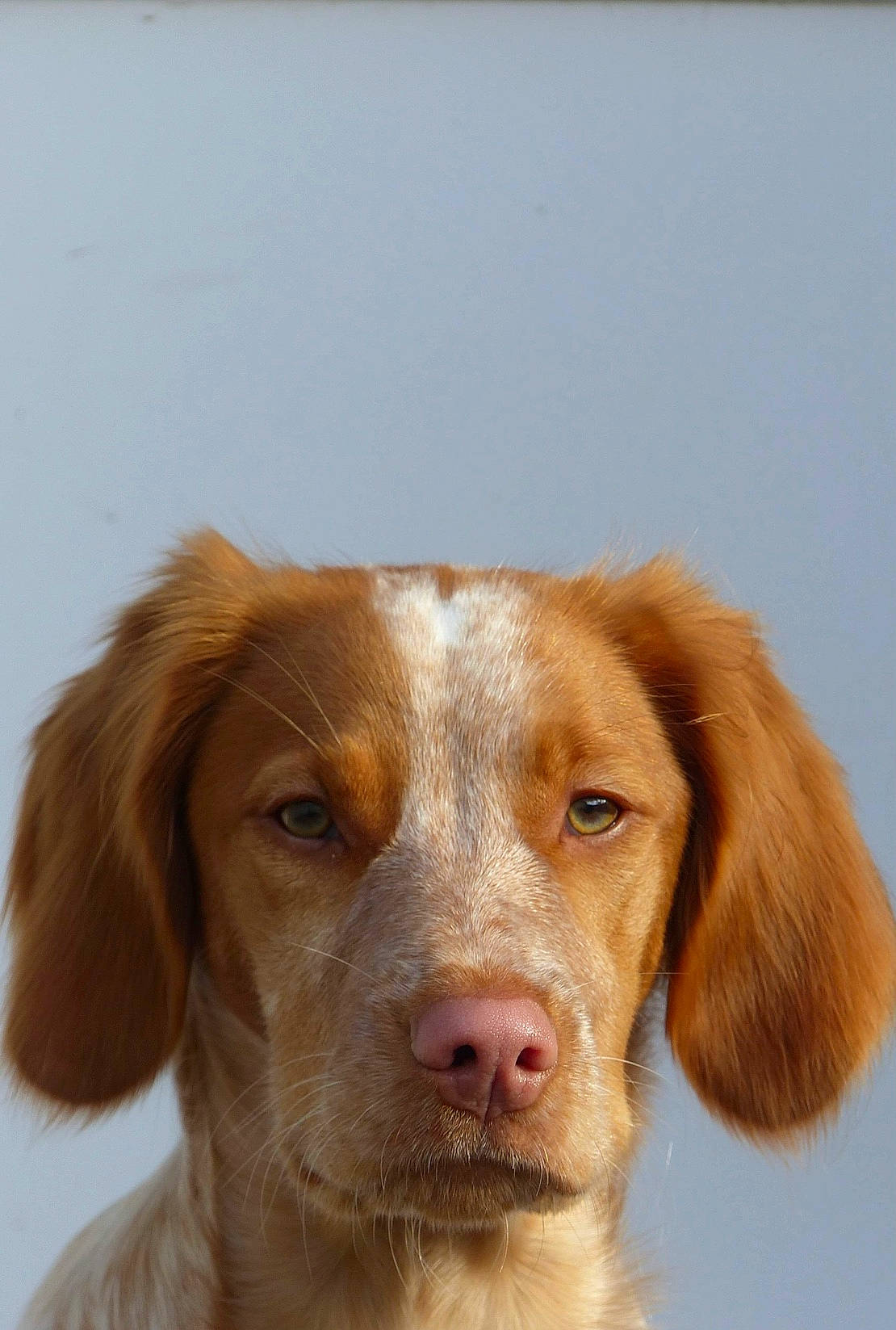 Noisette participe au concours pour gagner de l'argent avec cette photo : brown, canidae, carnivore, companion_dog, dog, dog_breed, ear, fawn, fur, gun_dog, hunting_dog, liver, snout, sporting_group, terrestrial_animal, whiskers, working_animal