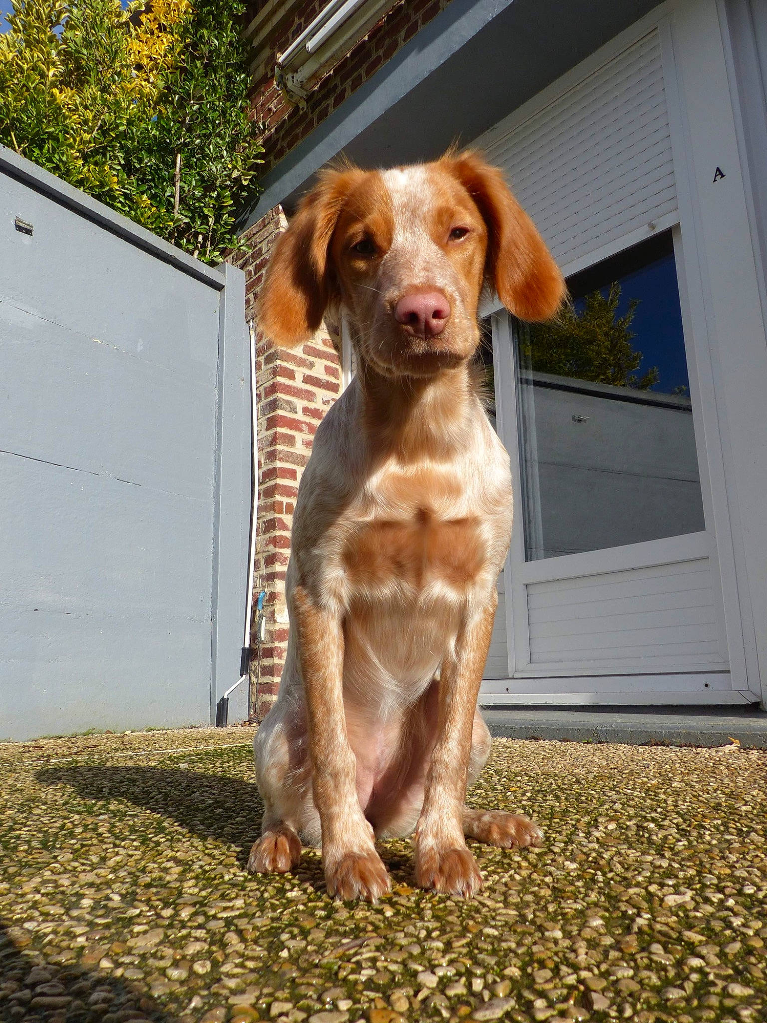 Noisette participe au concours pour gagner de l'argent avec cette photo : brick, brickwork, canidae, carnivore, companion_dog, dog, dog_breed, fawn, fur, gun_dog, hound, liver, plant, porch, road_surface, snout, sporting_group, tail, whiskers, wood