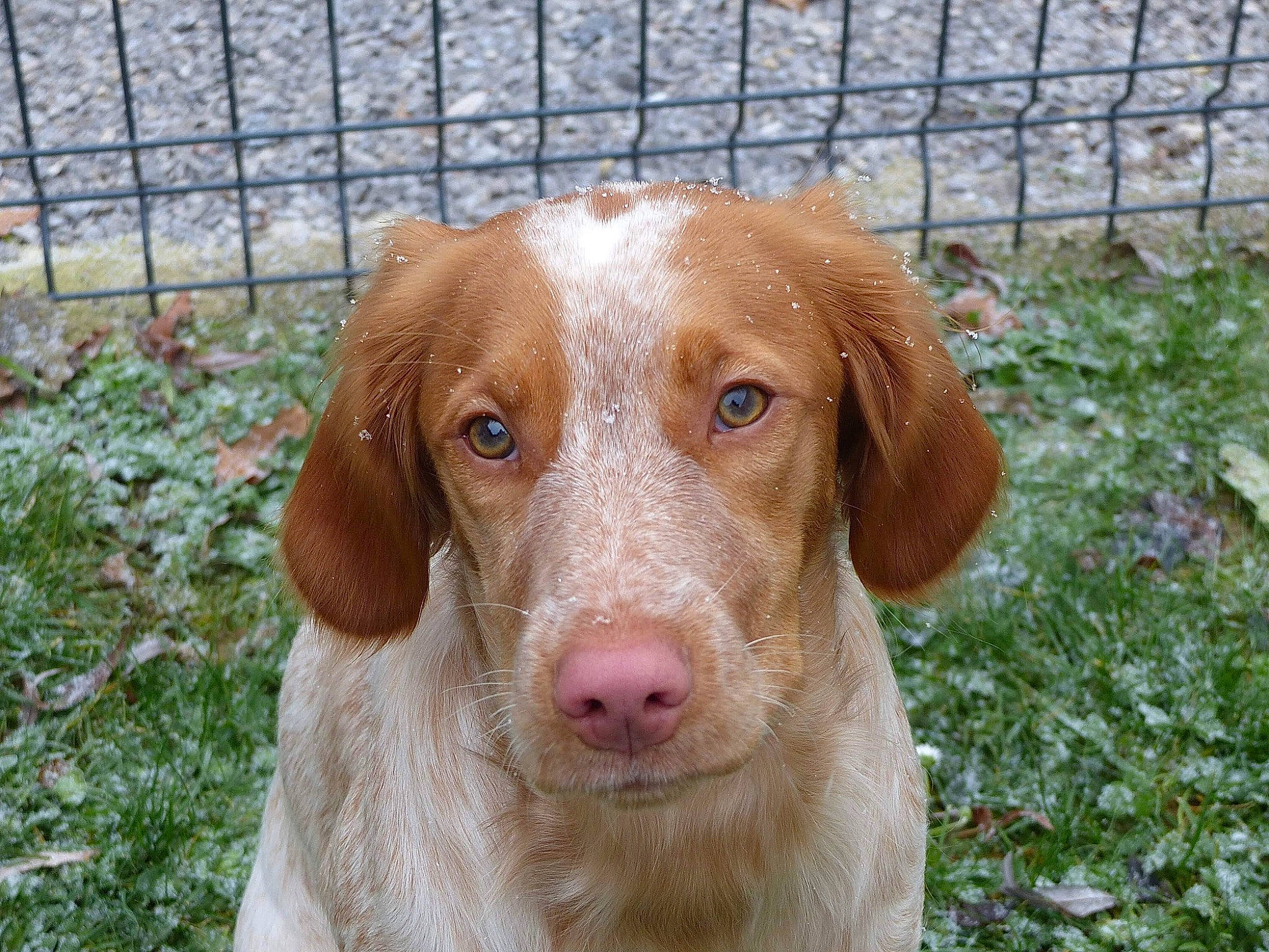 Noisette a rejoint le concours — aidez-le/la à gagner de superbes lots ! carnivore, companion_dog, dog, dog_breed, fawn, fence, fur, grass, gun_dog, hunting_dog, liver, mesh, plant, snout, sporting_group, terrestrial_animal, whiskers, working_animal