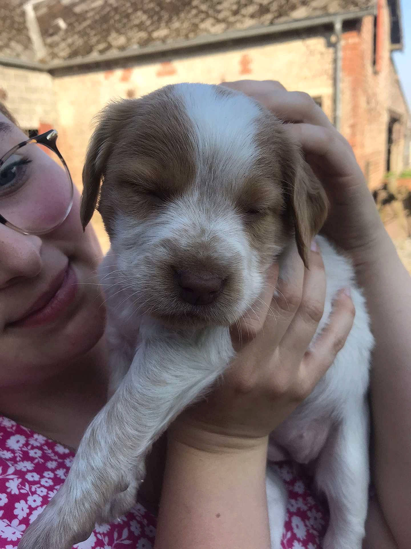 Noisette a rejoint le concours — aidez-le/la à gagner de superbes lots ! carnivore, companion_dog, dog, dog_breed, ear, finger, fur, gesture, goggles, hand, liver, nail, sporting_group, working_animal