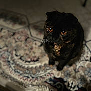 Lily joined the competition — help win amazing prizes! cat, orange_eyes, dark_fur, pet, indoor, rug, patterned_rug, whiskers, collar, bell, looking_up, moody_lighting, floor, animal, cute, feline, domestic_cat, sitting, curious, close-up