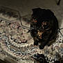 cat, orange_eyes, dark_fur, pet, indoor, rug, patterned_rug, whiskers, collar, bell, looking_up, moody_lighting, floor, animal, cute, feline, domestic_cat, sitting, curious, close-up