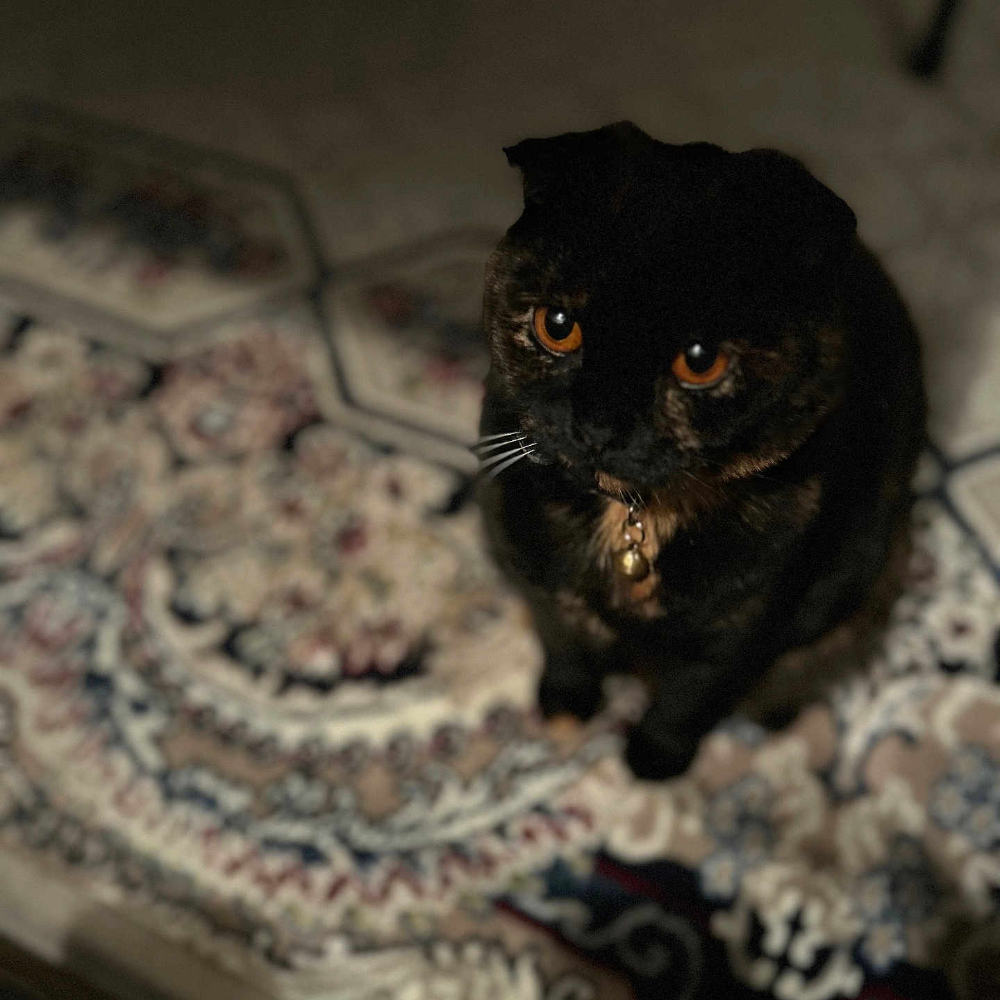 Lily joined the competition — help win amazing prizes! animal, bell, cat, close-up, collar, curious, cute, dark_fur, domestic_cat, feline, floor, indoor, looking_up, moody_lighting, orange_eyes, patterned_rug, pet, rug, sitting, whiskers