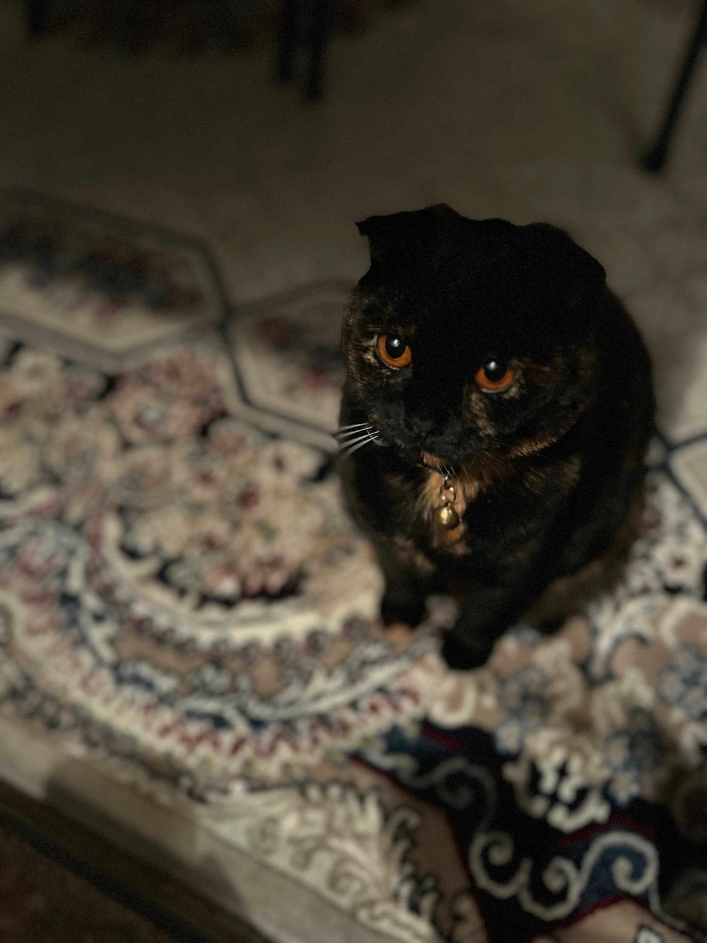 Lily joined the competition — help win amazing prizes! cat, orange_eyes, dark_fur, pet, indoor, rug, patterned_rug, whiskers, collar, bell, looking_up, moody_lighting, floor, animal, cute, feline, domestic_cat, sitting, curious, close-up