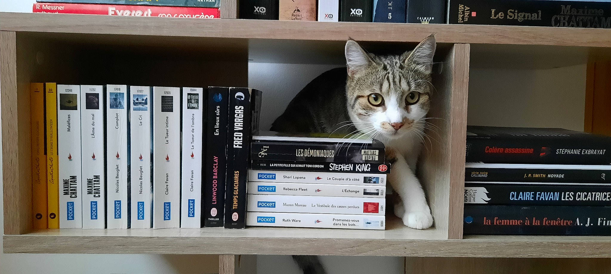 Zig participe au concours pour gagner de l'argent avec cette photo : book, bookcase, box, carnivore, cat, display_device, domestic_short_haired_cat, electronic_device, felidae, gadget, machine, multimedia, output_device, paw, publication, retail, shelf, shelving, small_to_medium_sized_cats, whiskers