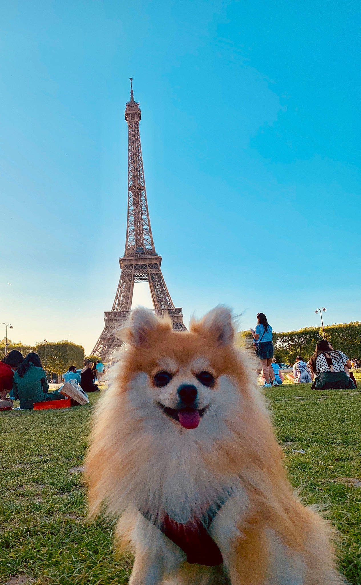 Bruce a rejoint le concours — aidez-le/la à gagner de superbes lots ! canidae, carnivore, companion_dog, dog, dog_breed, german_spitz, german_spitz_klein, german_spitz_mittel, grass, japanese_spitz, mammal, non_sporting_group, pomeranian, spitz, sporting_group, vertebrate, volpino_italiano