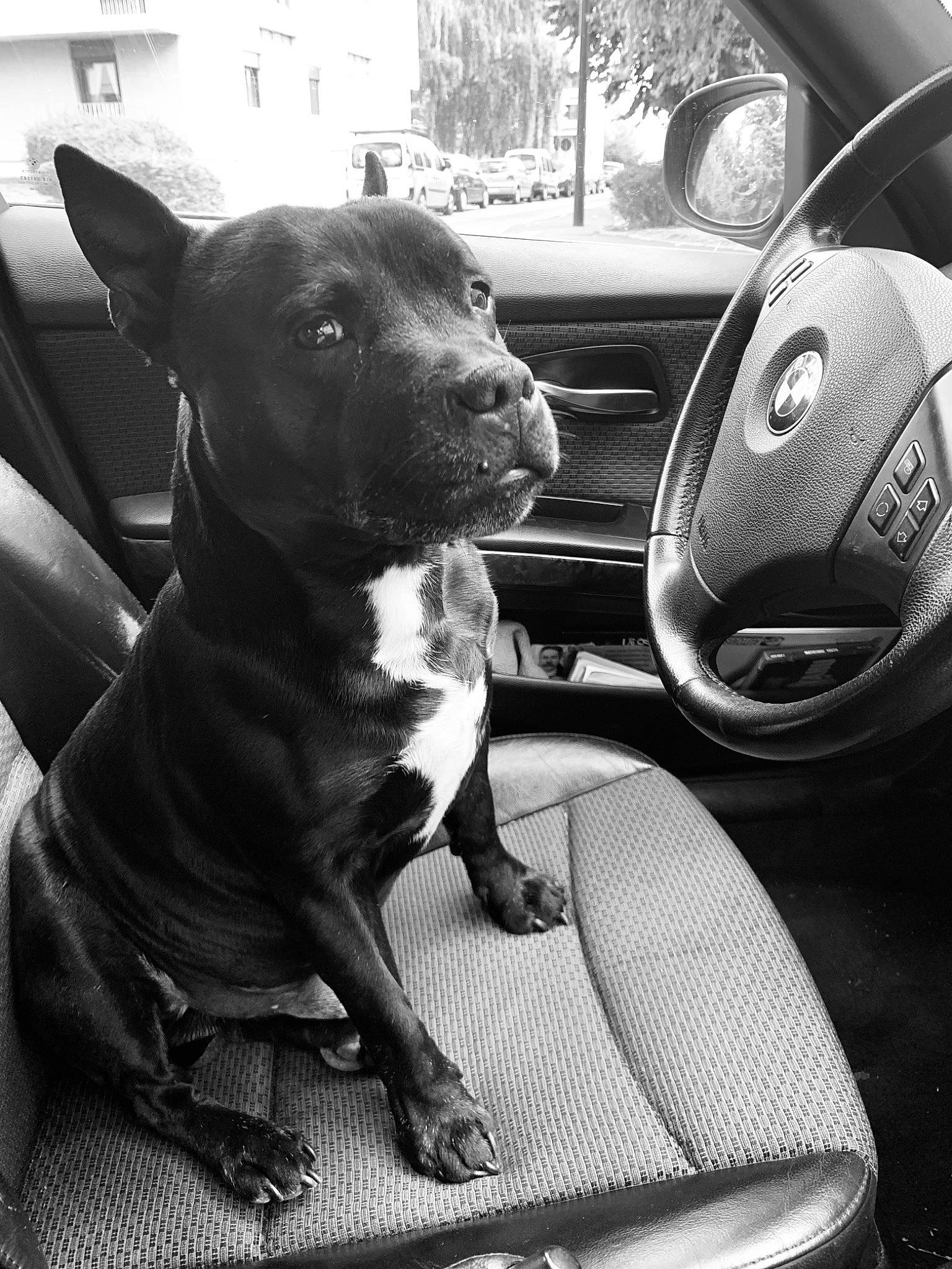 Ice a rejoint le concours — aidez-le/la à gagner de superbes lots ! auto_part, bull_and_terrier, bull_terrier, canidae, car, carnivore, dog, dog_breed, non_sporting_group, snout, sporting_group, steering_wheel, terrier, vehicle