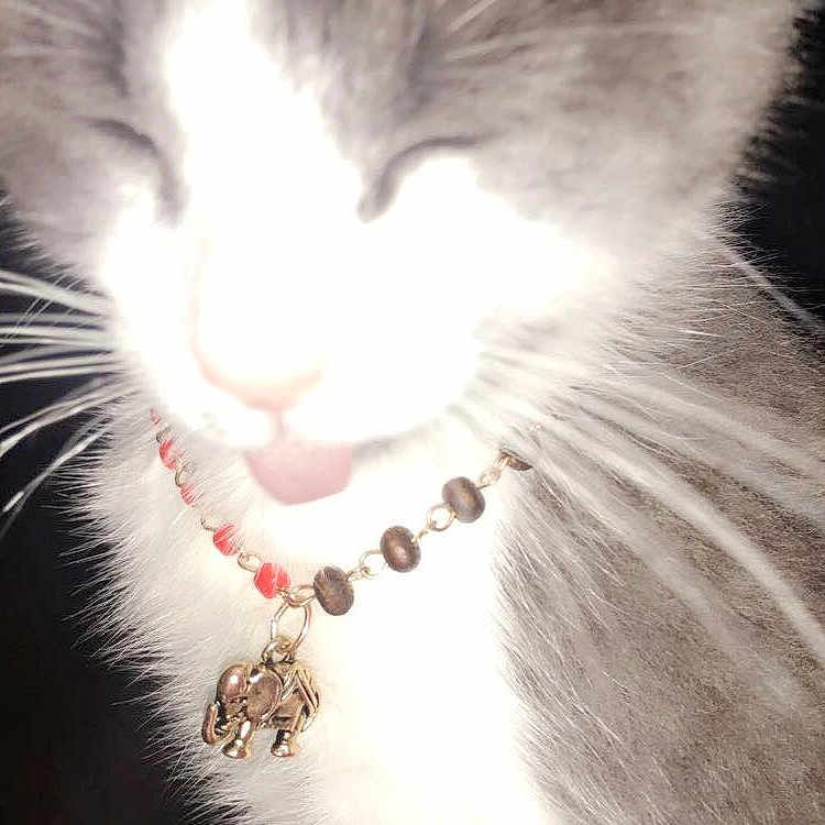 Drizzy is registered to the contest to win money with this photo: aegean_cat, cat, cat_like_mammal, domestic_short_haired_cat, eye, fur, kitten, norwegian_forest_cat, nose, organ, paw, small_to_medium_sized_cats, snout, whiskers