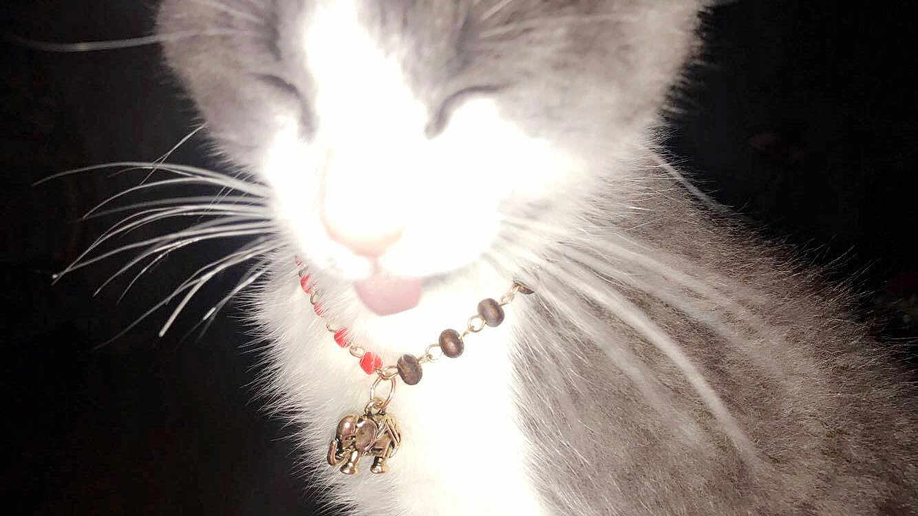 Drizzy is registered to the contest to win money with this photo: aegean_cat, cat, cat_like_mammal, domestic_short_haired_cat, eye, fur, kitten, norwegian_forest_cat, nose, organ, paw, small_to_medium_sized_cats, snout, whiskers
