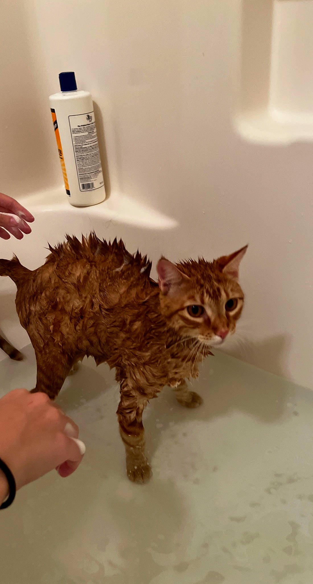 Clementine joined the competition — help win amazing prizes! art, carnivore, cat, claw, cordless_telephone, felidae, fluid, fur, gas, household_supply, liquid, paw, plastic_bottle, room, small_to_medium_sized_cats, tail, terrestrial_animal, toy, whiskers, wood