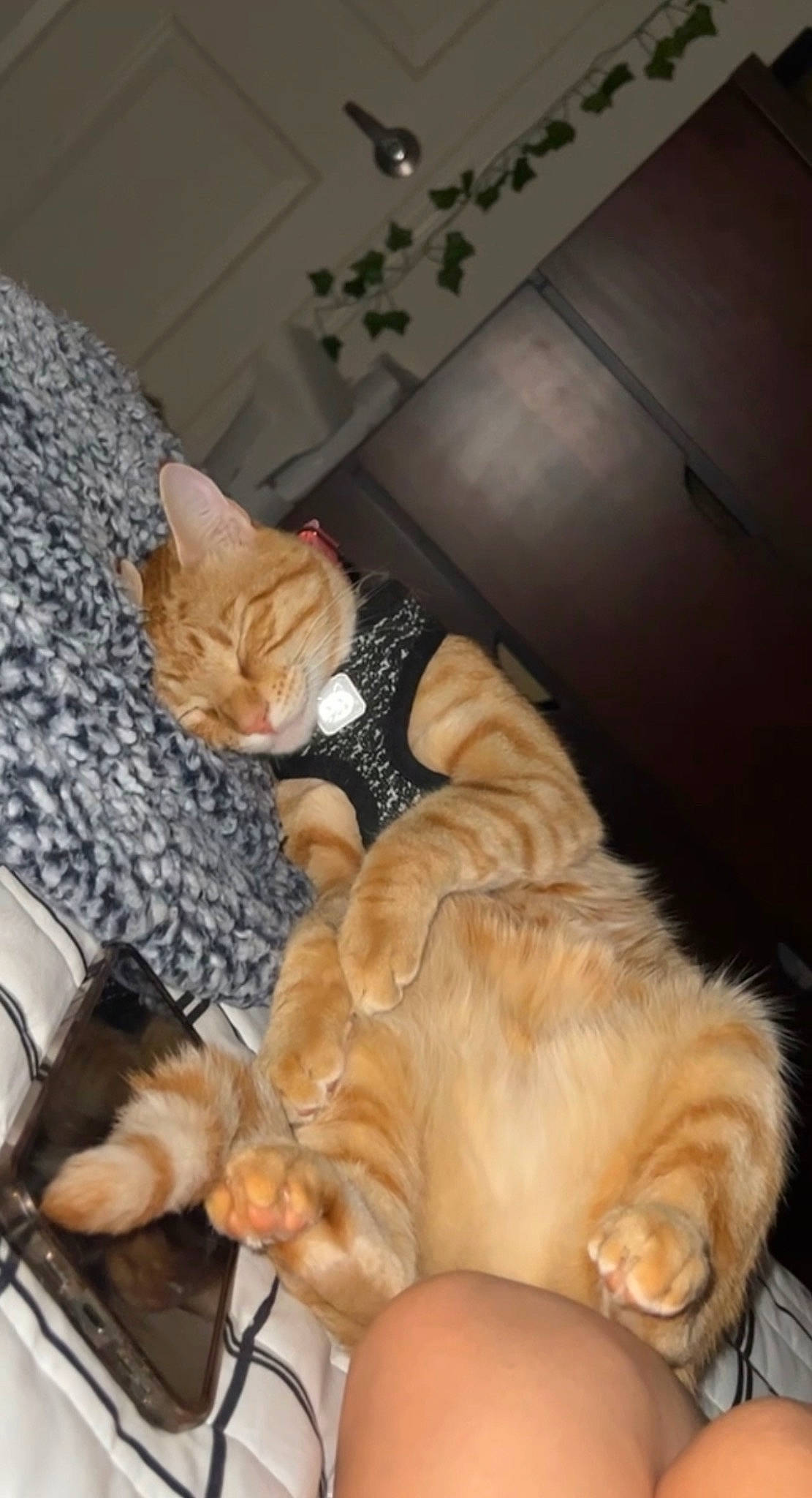 Clementine joined the competition — help win amazing prizes! canidae, carnivore, cat, claw, comfort, companion_dog, dog_breed, domestic_short_haired_cat, fawn, felidae, fur, lap, nap, paw, room, sitting, small_to_medium_sized_cats, sporting_group, tail, whiskers