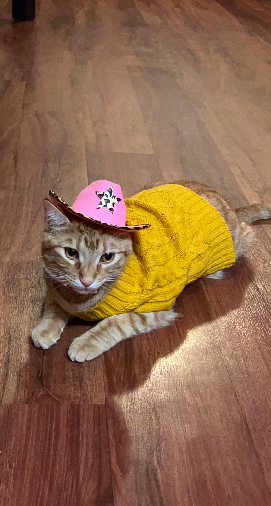 Clementine is registered to the contest to win money with this photo: carnivore, cat, costume_hat, domestic_short_haired_cat, fashion_accessory, fawn, felidae, flooring, fur, glasses, hat, photo_caption, plant, small_to_medium_sized_cats, snout, sun_hat, sunglasses, tail, whiskers, wood