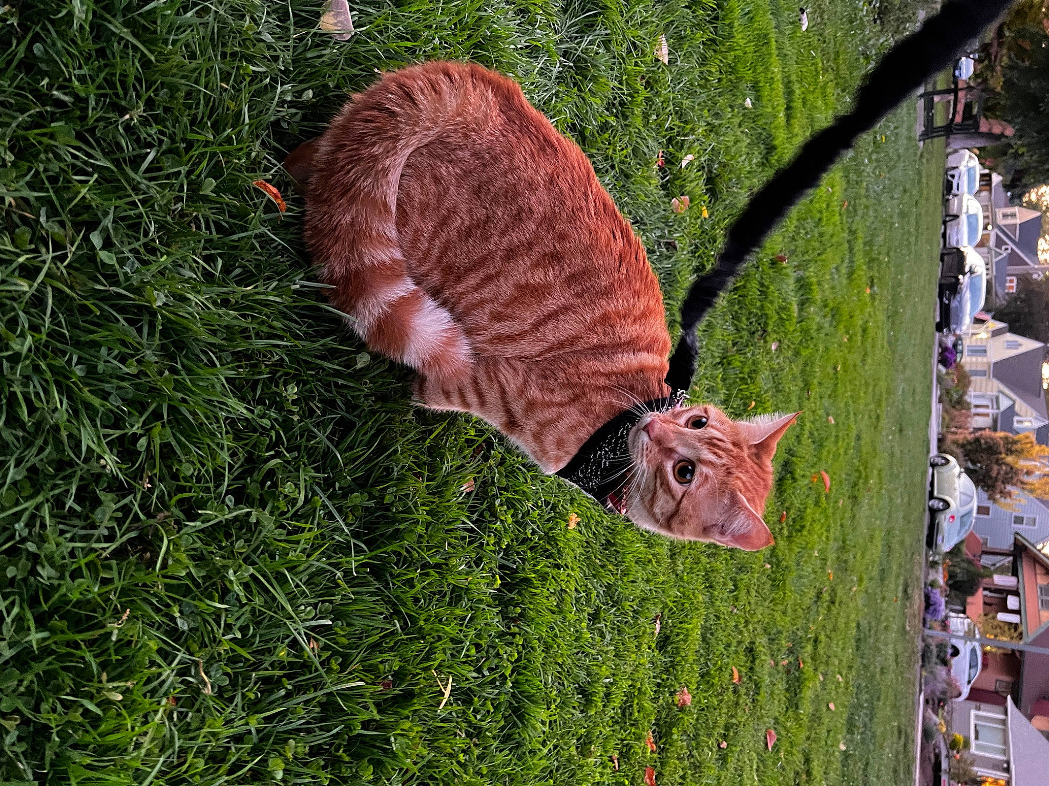 Clementine joined the competition — help win amazing prizes! deer, fawn, felidae, fur, grass, grassland, grazing, groundcover, livestock, pasture, plant, snout, tail, terrestrial_animal, tree, trunk, white_tailed_deer, wildlife, wood, wool