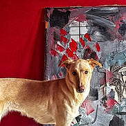 Starfire is registered to the contest to win money with this photo: abstract_painting, animal, art, calm, canine, companion, curious, dog, domestic_animal, ears, floor, four_legs, fur, indoor, looking_at_camera, pet, portrait, red_wall, standing, tan_dog