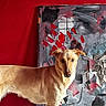abstract_painting, animal, art, calm, canine, companion, curious, dog, domestic_animal, ears, floor, four_legs, fur, indoor, looking_at_camera, pet, portrait, red_wall, standing, tan_dog