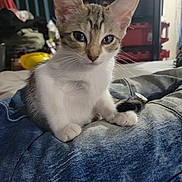 Astrid is registered to the contest to win money with this photo: animal, background, cat, clothing, curious, cute, ears, eyes, fur, furniture, home, indoor, jeans, kitten, pet, resting, sitting, small, whiskers, young