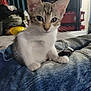 animal, background, cat, clothing, curious, cute, ears, eyes, fur, furniture, home, indoor, jeans, kitten, pet, resting, sitting, small, whiskers, young