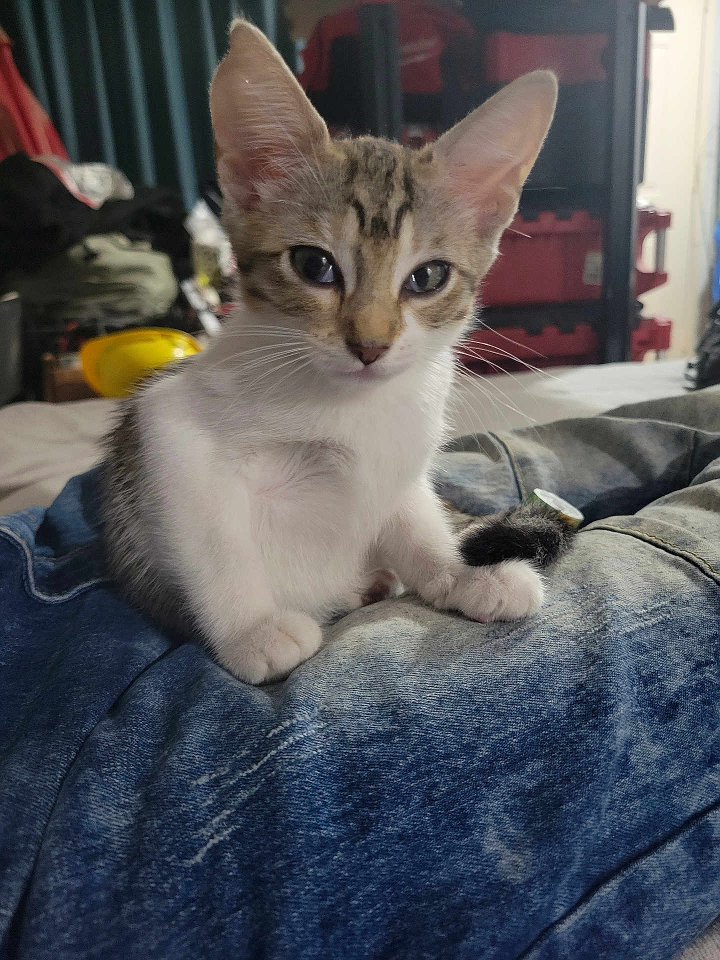 Astrid