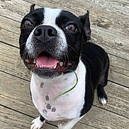 Winston is registered to the contest to win money with this photo: dog, black_and_white, tongue_out, happy, pet, canine, smiling, wooden_deck, outdoor, close_up, animal, sitting, playful, friendly, domestic_animal, fur, eyes, nose, mouth, whiskers