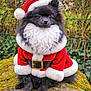 animal, black_dog, christmas, cute, dog, fence, festive, fluffy, greenery, holiday, mossy_rock, nature, outdoor, pet, pomeranian, portrait, red_suit, santa_claus_costume, small_dog, white_beard