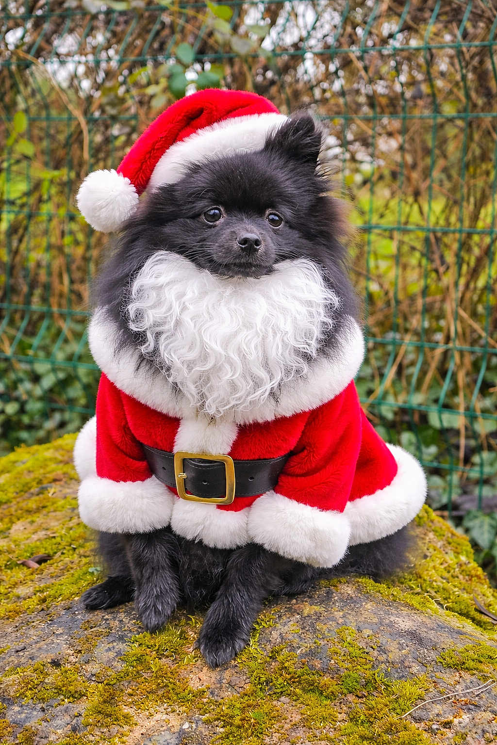 Sophie Choley participe au concours pour gagner de l'argent avec cette photo : animal, black_dog, christmas, cute, dog, fence, festive, fluffy, greenery, holiday, mossy_rock, nature, outdoor, pet, pomeranian, portrait, red_suit, santa_claus_costume, small_dog, white_beard