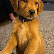 Ozzy Floyd Phillips is registered to the contest to win money with this photo: puppy, golden_retriever, dog, indoor, carpet, person, furniture, couch, dog_bed, curious, pet, collar, brown, cute, animal, young, front_paws, living_room, domestic, companion