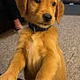 puppy, golden_retriever, dog, indoor, carpet, person, furniture, couch, dog_bed, curious, pet, collar, brown, cute, animal, young, front_paws, living_room, domestic, companion