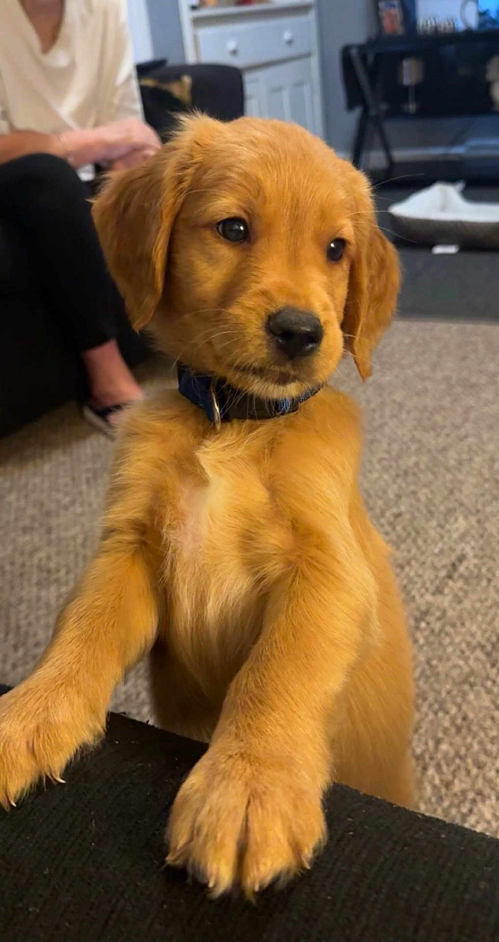 Ozzy Floyd Phillips is registered to the contest to win money with this photo: puppy, golden_retriever, dog, indoor, carpet, person, furniture, couch, dog_bed, curious, pet, collar, brown, cute, animal, young, front_paws, living_room, domestic, companion
