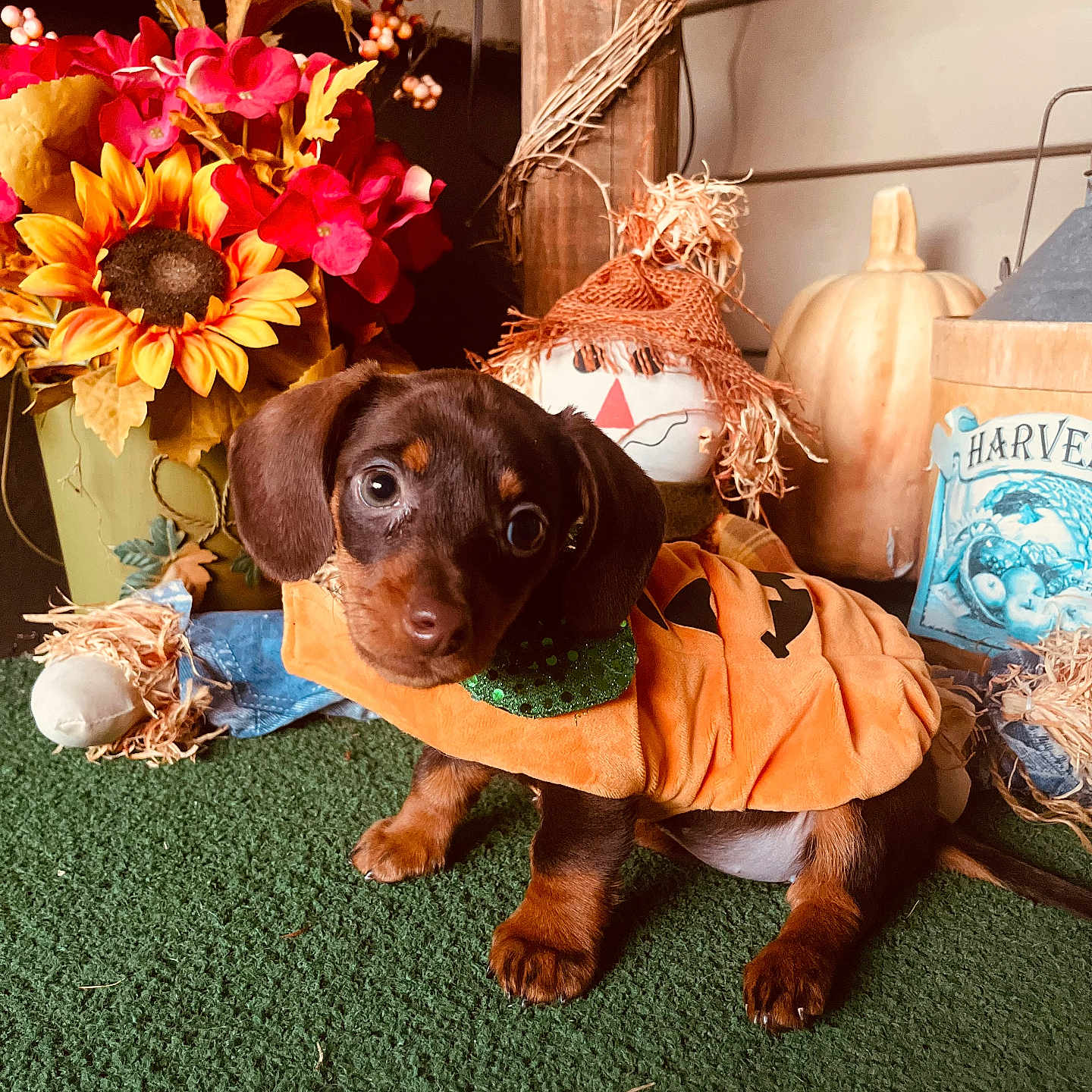 Nellie is registered to the contest to win money with this photo: animal, canine, daisy, dog, face, flower, flowerarrangement, flowerbouquet, head, hound, indoors, interiordesign, jar, pet, petal, plant, pottedplant, pottery, puppy, vase