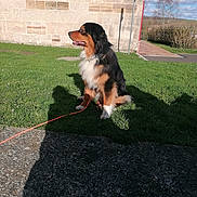 Vito participe au concours pour gagner de l'argent avec cette photo : dog, grass, leash, shadow, wall, building, sidewalk, outdoor, sky, tree, hedge, collar, sitting, pet, sunlight, paw, muzzle, portrait, concrete, park
