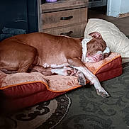 Gypsy joined the competition — help win amazing prizes! dog, sleeping, brown, white, pet_bed, carpet, indoor, furniture, cabinet, cozy, relaxed, paw, snout, ear, home, resting, animal, household_items, floor, quiet