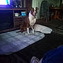 Gypsy joined the competition — help win amazing prizes! dog, brown, white, sitting, blanket, pillow, living_room, furniture, television, chair, jacket, floor, carpet, footwear, flip_flops, human_leg, indoors, pet, relaxation, home