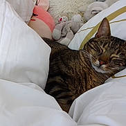 Odin a rejoint le concours — aidez-le/la à gagner de superbes lots ! animal, bed, blanket, cat, cozy, cute, domestic_cat, fur, grey_monkey, indoor, pet, pillow, pink_bunny, plush_toy, relaxation, resting, sleeping, soft, tabby, whiskers