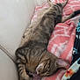 Odin participe au concours pour gagner de l'argent avec cette photo : animal, blanket, cat, comfortable, couch, cozy, domestic_cat, ear, fur, furniture, indoor, paw, pet, pink_blanket, relaxing, resting, sleeping, striped_fur, tabby_cat, whiskers