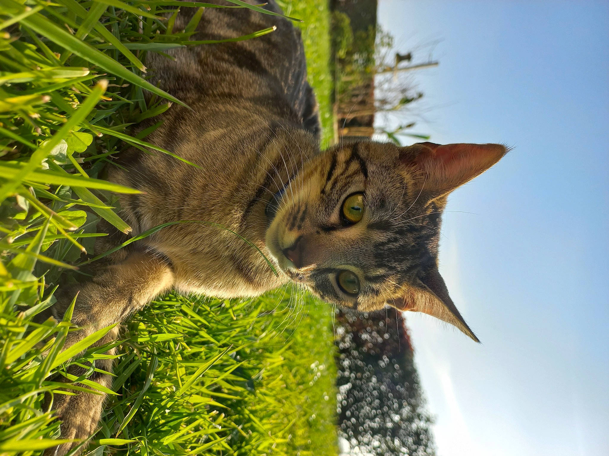 Odin participe au concours pour gagner de l'argent avec cette photo : art, branch, cat, fawn, felidae, fur, grass, groundcover, plant, sculpture, sky, small_to_medium_sized_cats, snout, tail, terrestrial_animal, terrestrial_plant, tree, whiskers, wildlife, wing