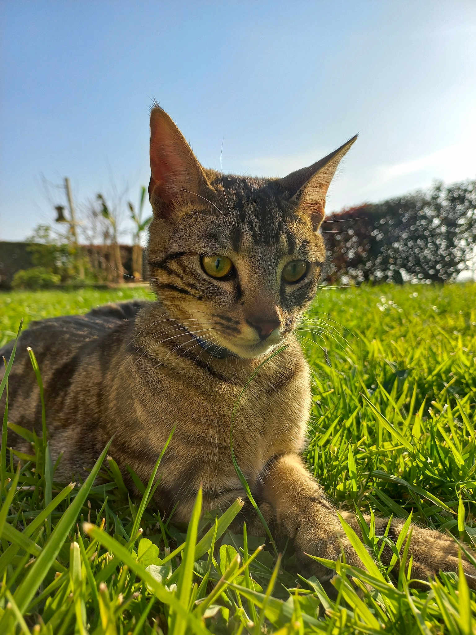 Odin