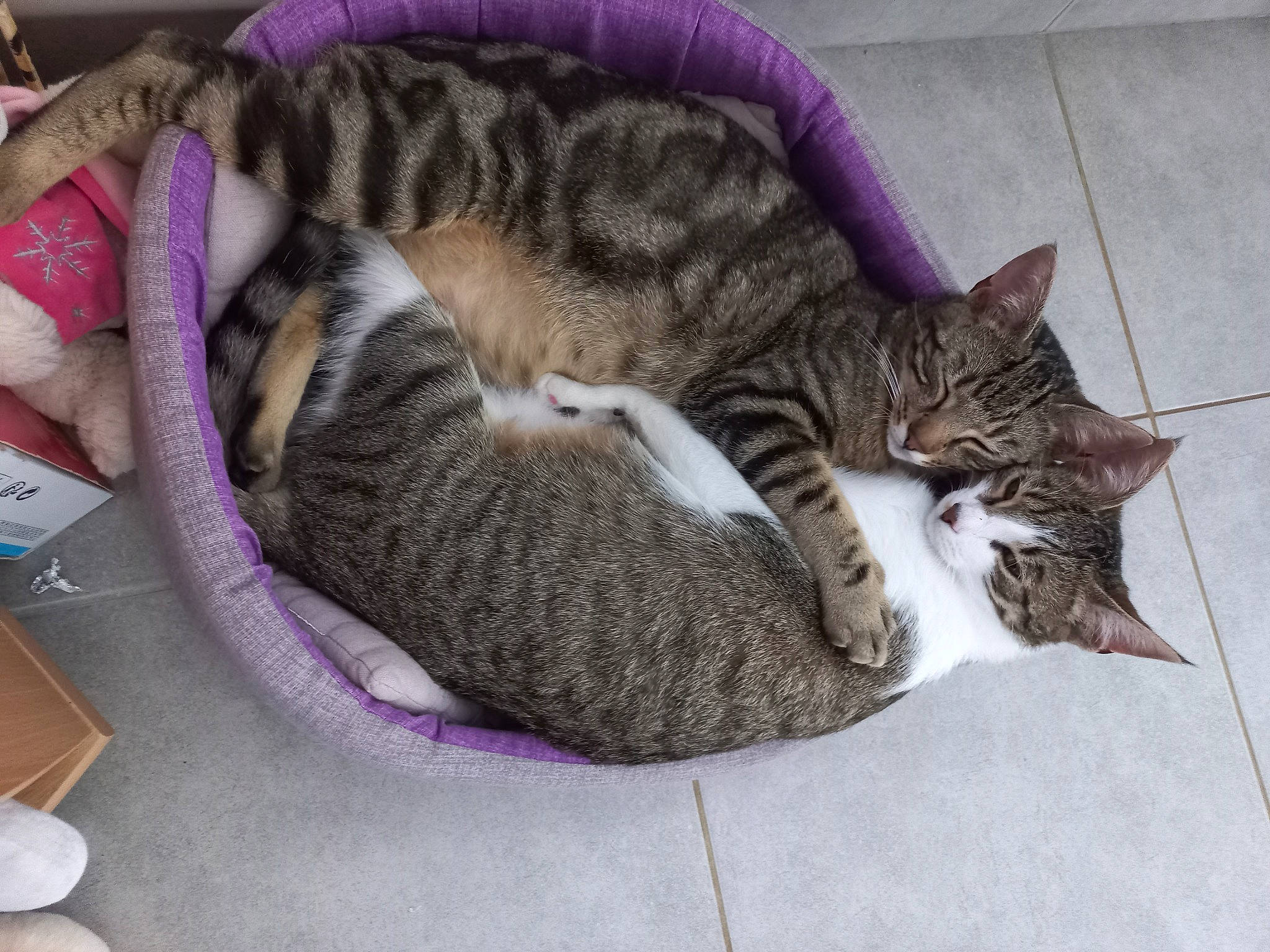 Odin a rejoint le concours — aidez-le/la à gagner de superbes lots ! carnivore, cat, cat_bed, cat_supply, claw, comfort, domestic_short_haired_cat, felidae, fur, nap, paw, pet_supply, purple, sleep, small_to_medium_sized_cats, snout, tail, whiskers