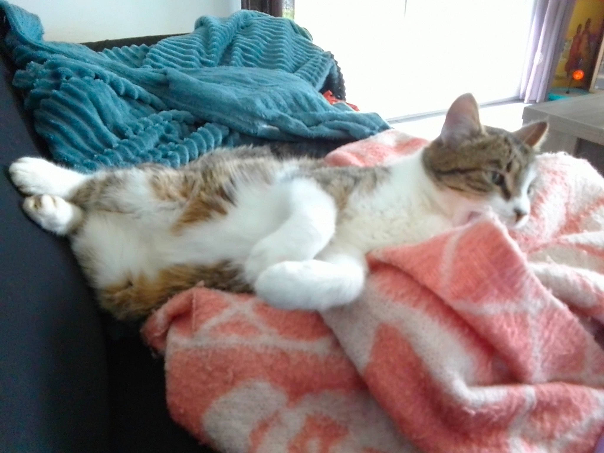 Raya participe au concours pour gagner de l'argent avec cette photo : bed, bedding, blanket, carnivore, cat, cat_supply, claw, comfort, domestic_short_haired_cat, felidae, fur, linens, mammal, nap, paw, picture_frame, room, small_to_medium_sized_cats, tail, whiskers