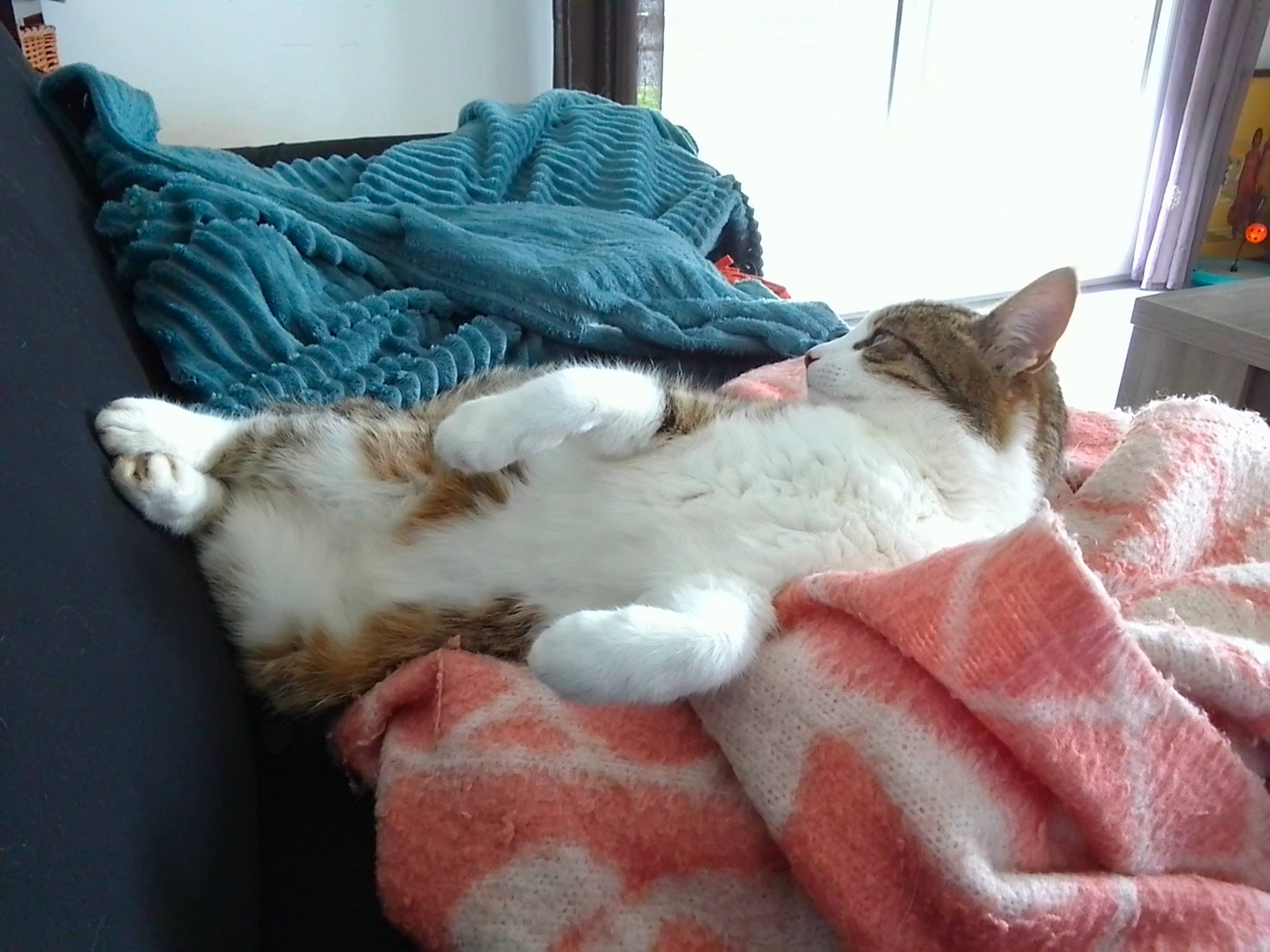 Raya participe au concours pour gagner de l'argent avec cette photo : bedding, canidae, carnivore, cat, claw, comfort, companion_dog, domestic_short_haired_cat, fawn, felidae, fur, lap, linens, mammal, nap, room, small_to_medium_sized_cats, tail, vertebrate, whiskers