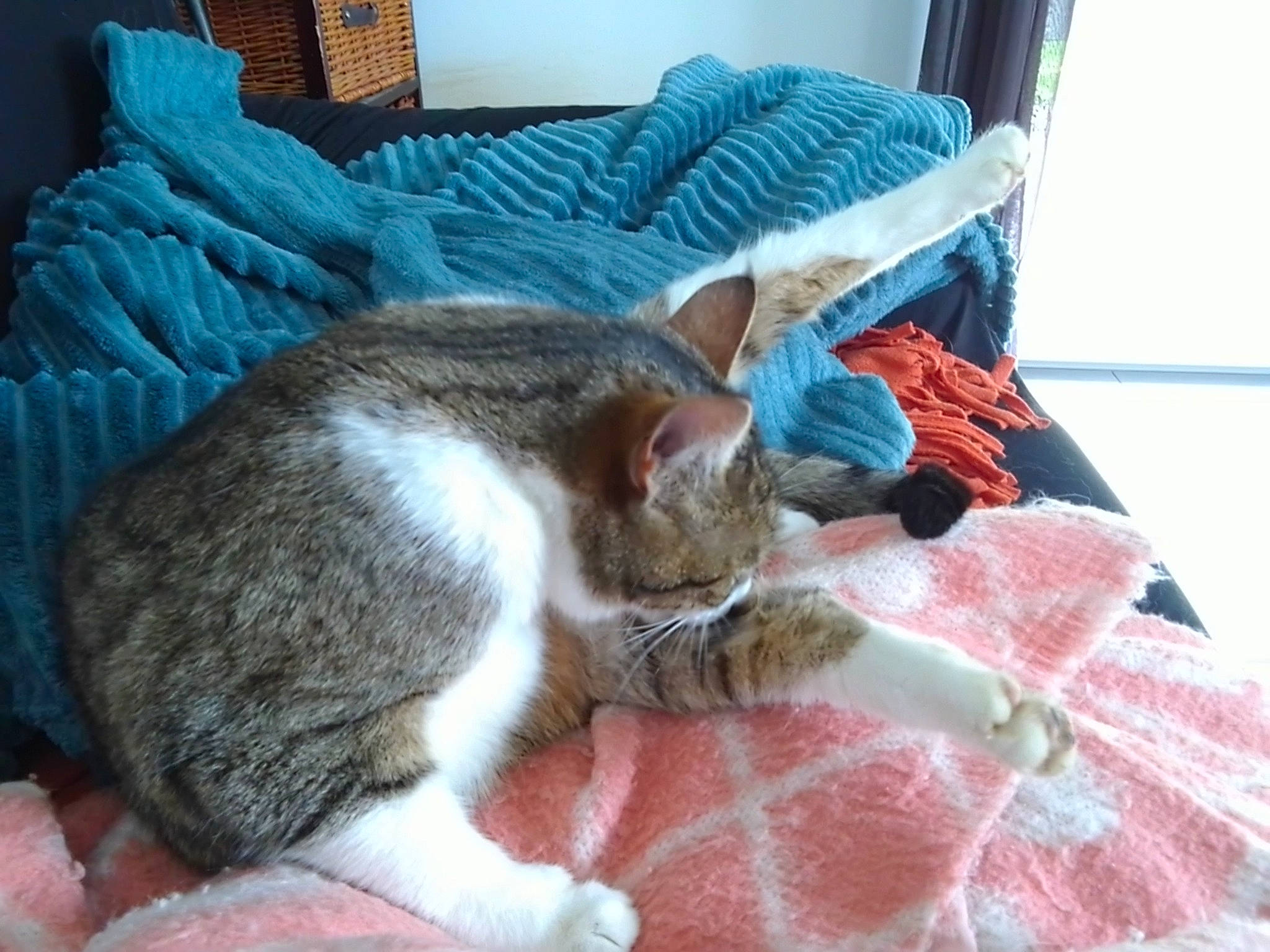 Raya a rejoint le concours — aidez-le/la à gagner de superbes lots ! bed_sheet, bedding, blanket, carnivore, cat, claw, comfort, couch, domestic_short_haired_cat, felidae, fur, linens, nap, paw, room, small_to_medium_sized_cats, snout, tail, textile, whiskers