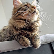 Némo participe au concours pour gagner de l'argent avec cette photo : cat, tabby, fluffy, whiskers, curious, cushion, indoor, pet, feline, closeup, animal, looking_up, soft, ears, paws, domestic, mammal, cute, fur, resting