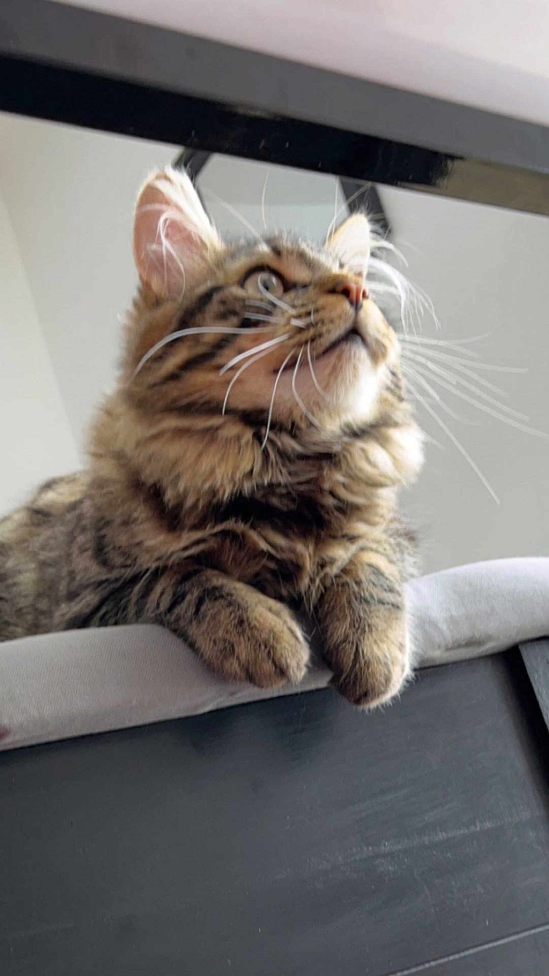 Némo participe au concours pour gagner de l'argent avec cette photo : cat, tabby, fluffy, whiskers, curious, cushion, indoor, pet, feline, closeup, animal, looking_up, soft, ears, paws, domestic, mammal, cute, fur, resting