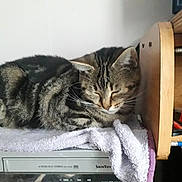 Iris participe au concours pour gagner de l'argent avec cette photo : cat, tabby, sleeping, towel, vhs_player, wooden_shelf, tools, red_tape, indoor, resting, feline, electronics, clutter, fur, striped, pet, quiet, relaxation, household, napping